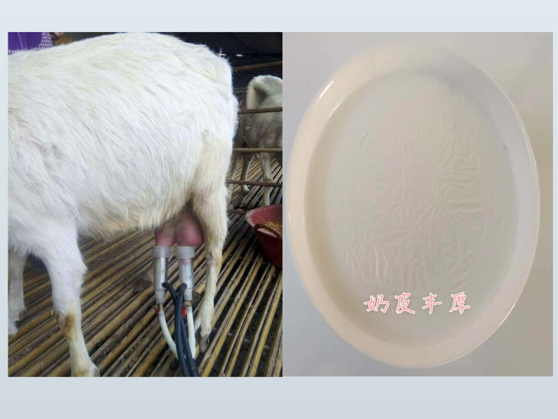 ӽĸ